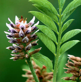 Licorice Root Extract